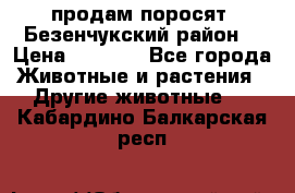 продам поросят .Безенчукский район  › Цена ­ 2 500 - Все города Животные и растения » Другие животные   . Кабардино-Балкарская респ.